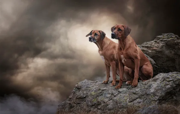 Picture dogs, the sky, look, clouds, clouds, nature, pose, stones