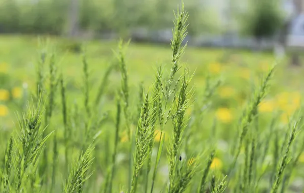 Picture macro, nature, Grass