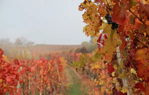 Italy, wine, grapes, foggy, Piemonte, vineyard, red wine, Denomination of Controlled and Guaranteed Origin