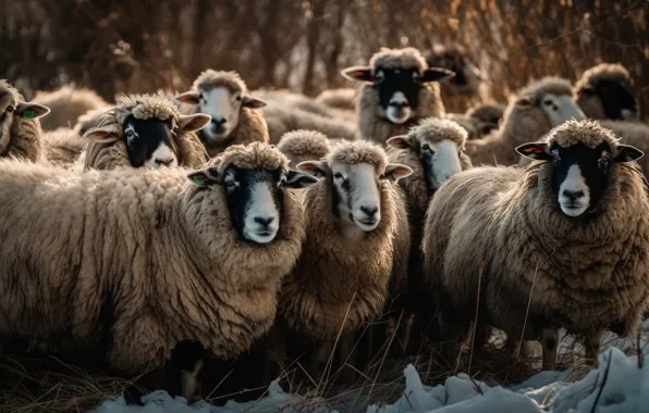 Winter, snow, sheep, sheep, the herd, digital art, flock, sheep