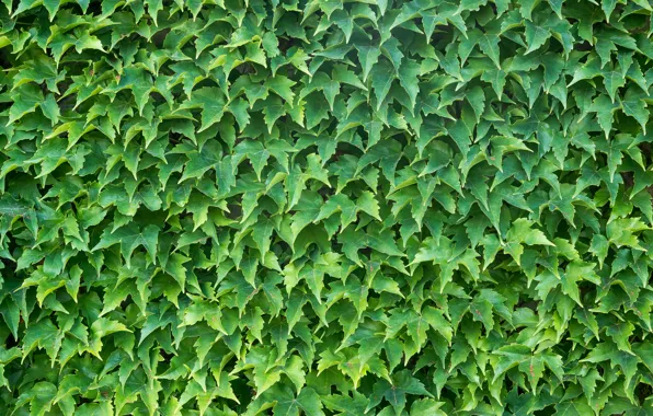Summer, wall, grapes, Greece