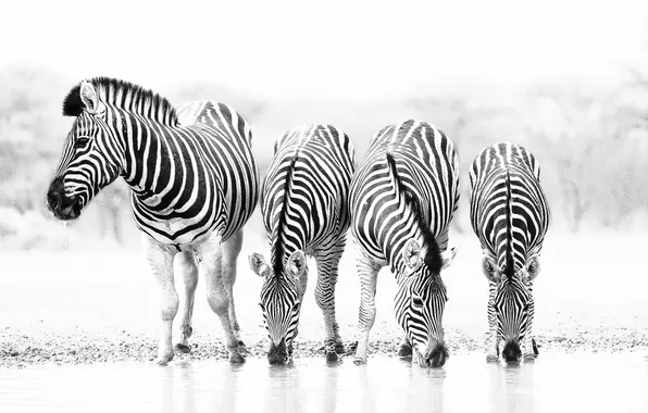 Drink, the herd, Zebra, black and white photo