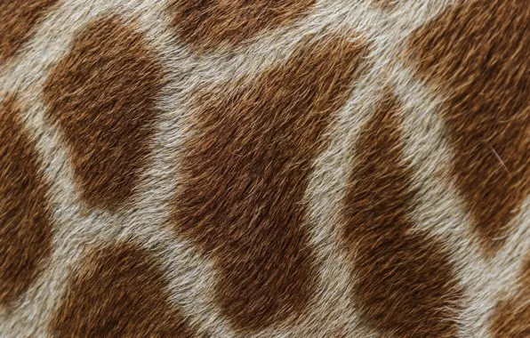 Picture macro, texture, wool, giraffe, spot, skin, fur