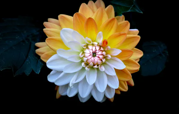 Picture flower, background, paint, petals