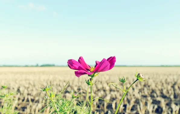 Leaves, macro, flowers, nature, pink, kosmeya
