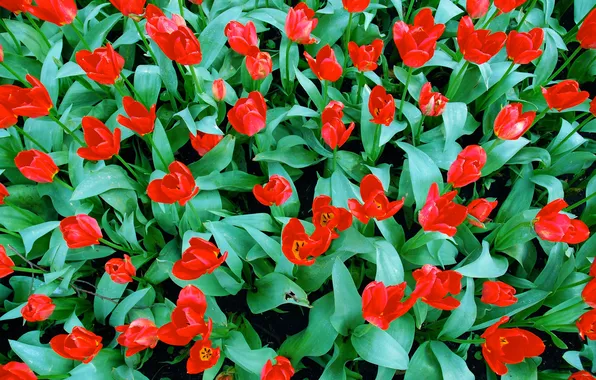 Picture leaves, petals, tulips, flowerbed
