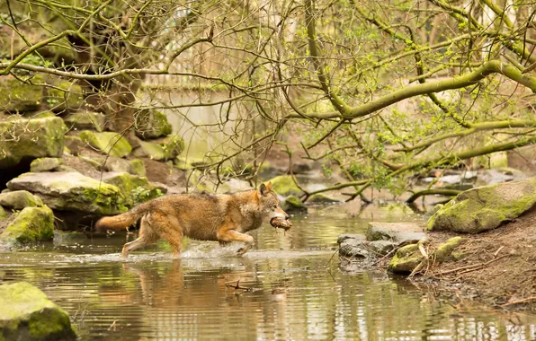 Nature, wolf, hunting