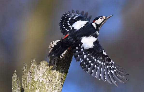 Picture stump, woodpecker, the rise, bokeh