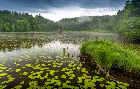Greens, forest, grass, leaves, lake, pond, view, house