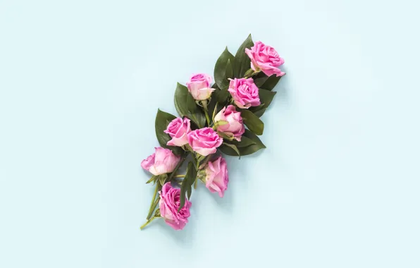 Flowers, background, blue, roses, bouquet, Pink, pink, blue