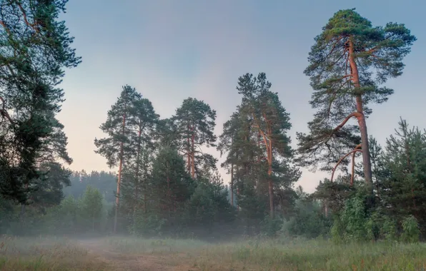 Forest, trees, fog, pine, Bor