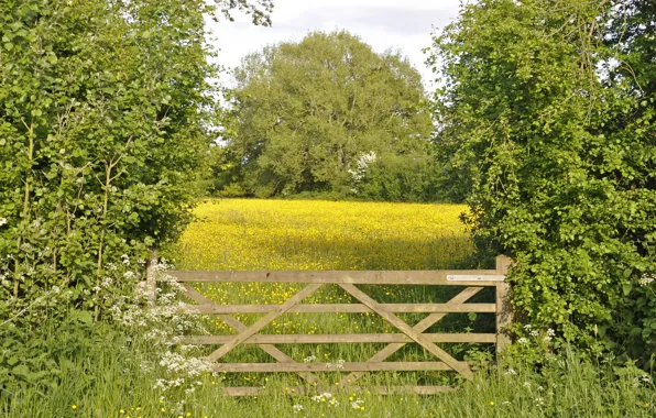Picture trees, flowers, gate, meadow