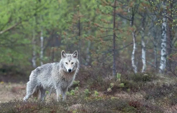 Nature, predator, animal, wolf, wildlife, portrait, portrait., Canis lupus. face