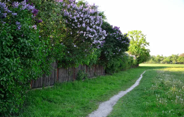 Greens, grass, trees, the fence, spring, Nature, flowering, path
