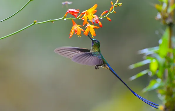 Picture flower, Hummingbird, bird, heavenly silf