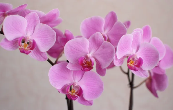 Picture macro, flowers, petals, Orchid