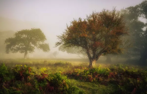 Field, autumn, trees, fog, glade, morning, haze, fern