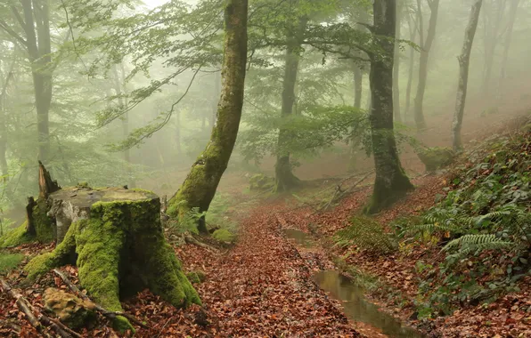Autumn, forest, trees, nature, fog, stump