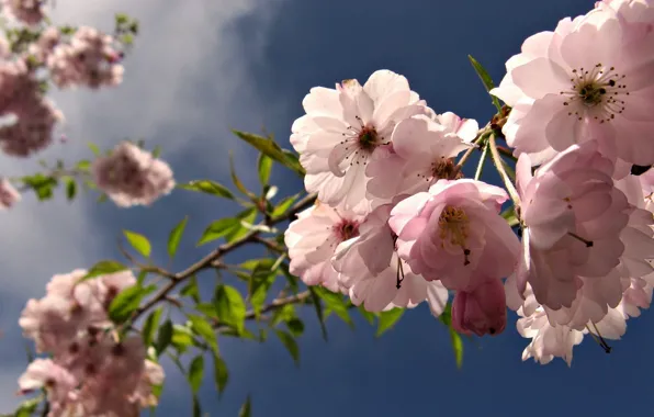 The sky, trees, flowers, pink