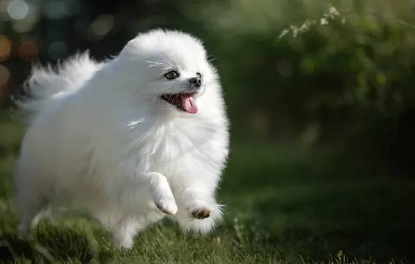Light, dog, Spitz