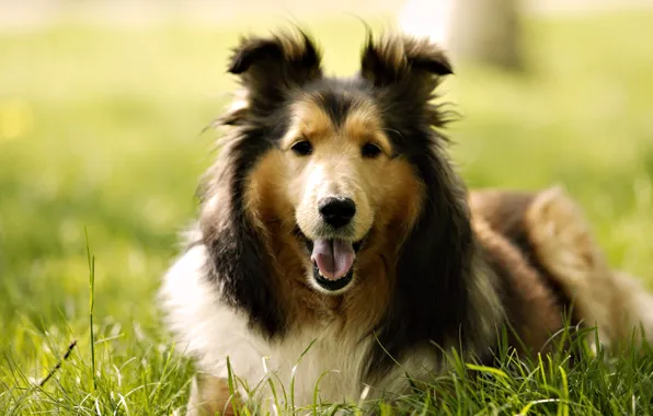 Picture dog, weed, breed, Collie