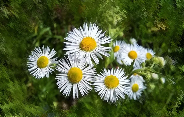 Picture flowers, mood, chamomile, beauty, beautiful, beauty, harmony, the Wallpapers