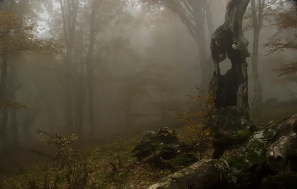 Picture autumn, forest, trees, Fog