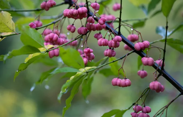 Leaves, drops, macro, rain, branch, flowers