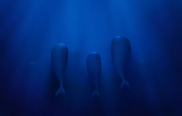 The ocean, whales, VLADSTUDIO