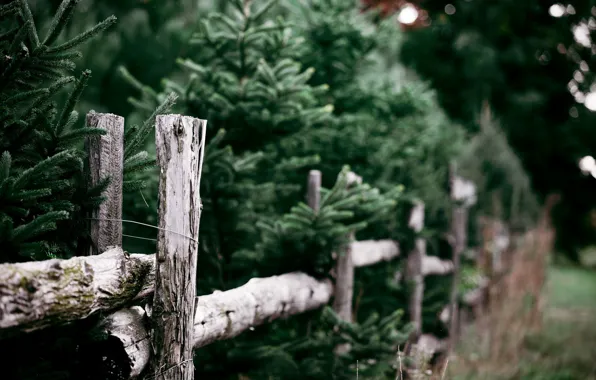 Wallpaper tree, nature, the fence