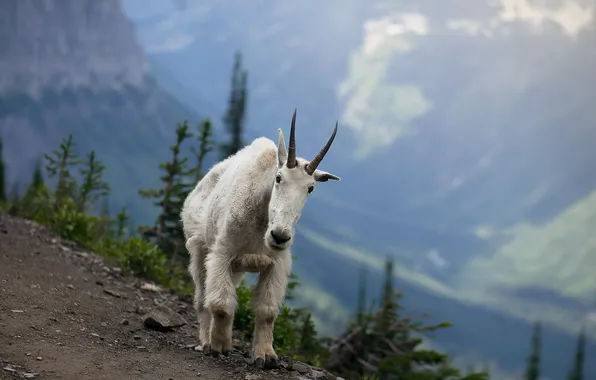 Picture mountains, nature, goat