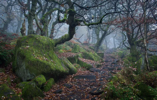 Autumn, leaves, trees, nature, stones, moss