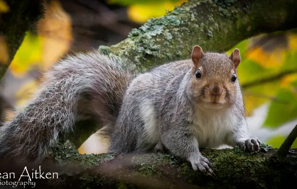Picture trees, branches, grey, protein, Sean Aitken