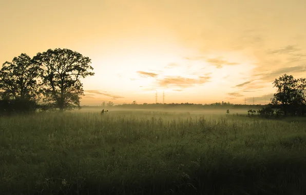 Grass, trees, wire, the evening, Power lines