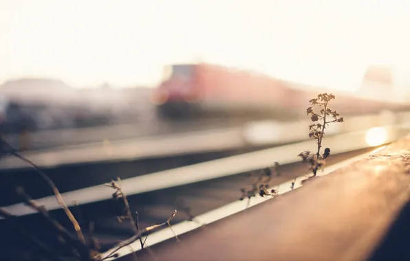 Picture grass, background, railroad