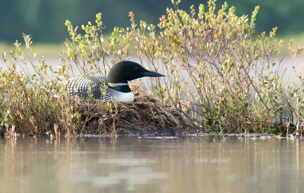 Picture grass, nature, bird, beak, pond, Chernokova Loon