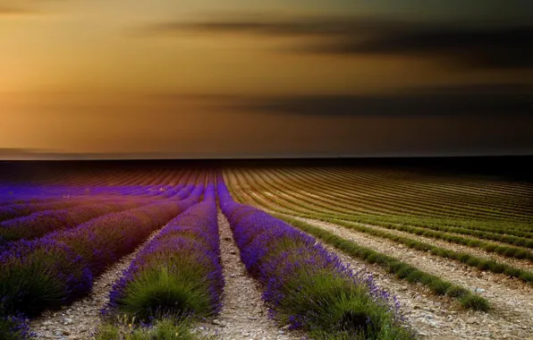 Picture field, the sky, sunset, flowers, nature, France, lavender, Provence