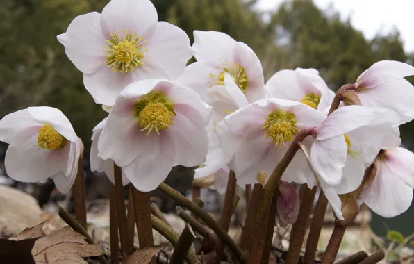 Autumn, flowers, background, dry leaves, Bush, hellebore, Helleborus