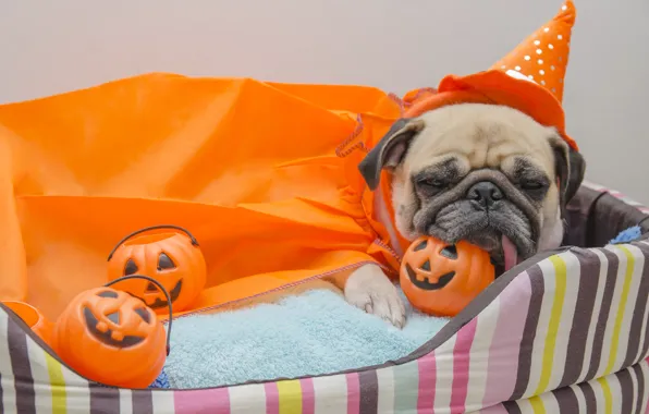 Toys, dog, pug, Halloween, pumpkin, Halloween, Pumpkin, Dogs