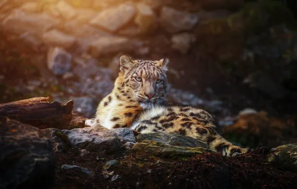 Predator, IRBIS, snow leopard