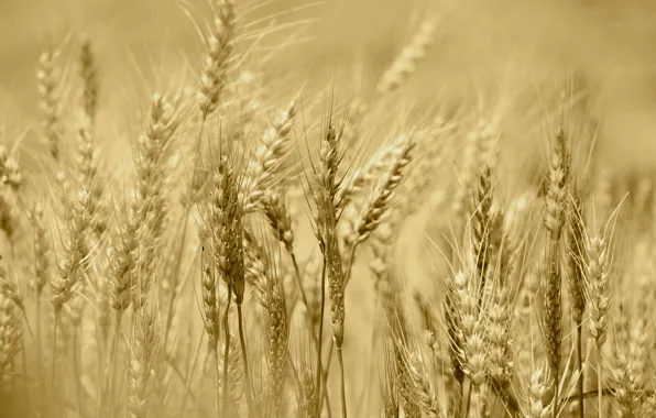 Field, summer, rye, harvest, ears