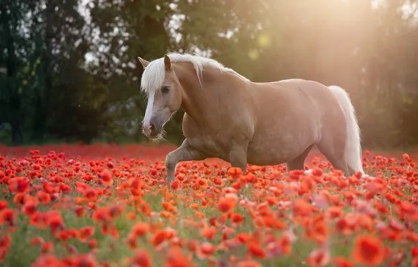 Summer, horse, Maki