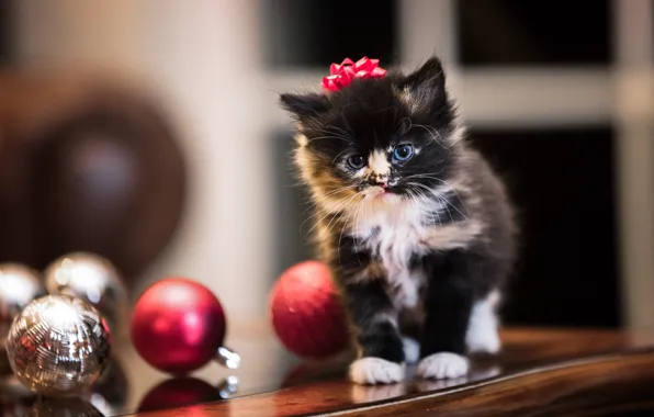 Cat, look, balls, pose, kitty, New year, face
