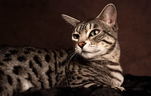 Picture cat, cat, look, background, portrait, lies, striped