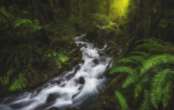 Picture greens, forest, stream, stones, thickets, for, waterfall, river
