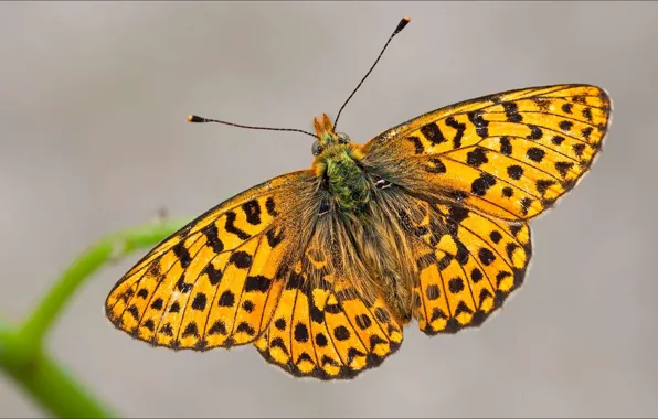 Picture fly, butterfly, insect