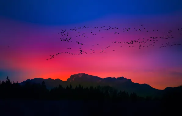 The sky, mountains, birds, silhouette, glow