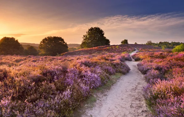 Field, the sky, grass, the sun, trees, flowers, dawn, Netherlands