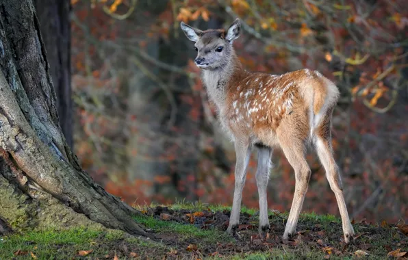 Picture forest, nature, deer, baby, fawn