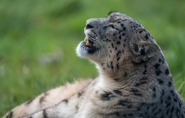 Picture look, face, pose, portrait, profile, IRBIS, snow leopard, proud